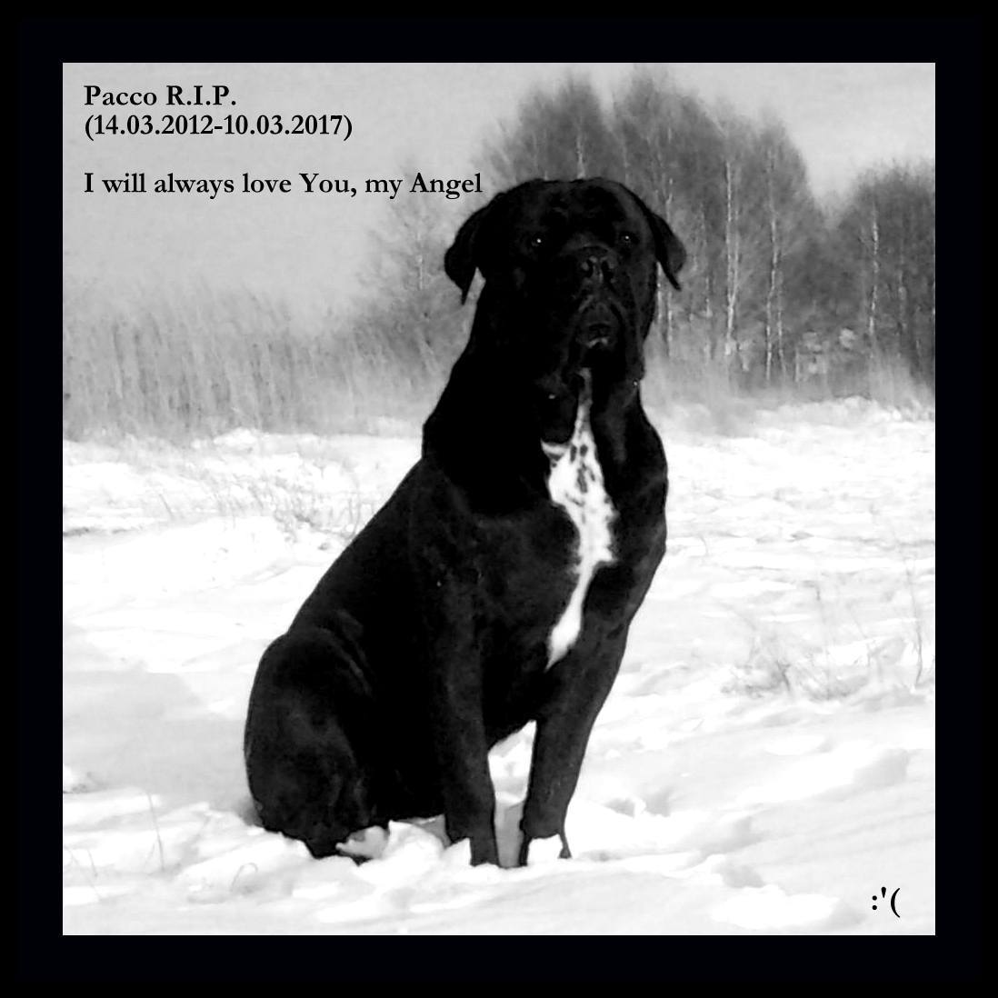 R.I.P. Pacco